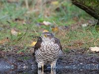 Accipiter nisus 139, Sperwer, Saxifraga-Luuk Vermeer