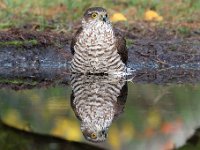 Accipiter nisus 143, Sperwer, Saxifraga-Luuk Vermeer