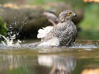 Accipiter nisus 156, Sperwer, Saxifraga-Luuk Vermeer