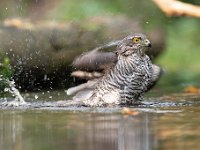 Accipiter nisus 157, Sperwer, Saxifraga-Luuk Vermeer