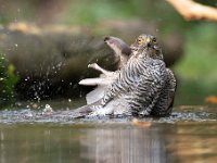 Accipiter nisus 158, Sperwer, Saxifraga-Luuk Vermeer