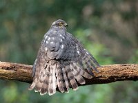 Accipiter nisus 161, Sperwer, Saxifraga-Luuk Vermeer