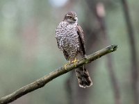 Accipiter nisus 164, Sperwer, Saxifraga-Luuk Vermeer