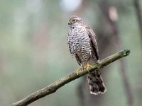 Accipiter nisus 169, Sperwer, Saxifraga-Luuk Vermeer