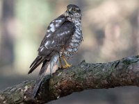 Accipiter nisus 172, Sperwer, Saxifraga-Luuk Vermeer