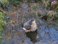 Accipiter nisus 174, Sperwer, male, Saxifraga-Peter Meininger