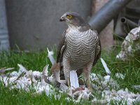 Accipiter nisus 176, Sperwer, Saxifraga-Tom Heijnen