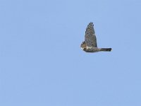 Accipiter nisus 178, Sperwer, Saxifraga-Tom Heijnen