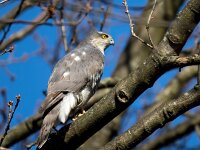 Accipiter nisus 182, Sperwer, Saxifraga-Bart Vastenhouw