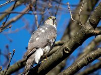 Accipiter nisus 185, Sperwer, Saxifraga-Bart Vastenhouw