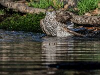 Accipiter nisus 187, Sperwer, adult female, Saxifraga-Theo Verstrael