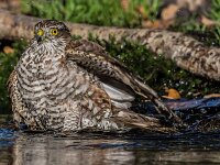 Accipiter nisus 190, Sperwer, adult female, Saxifraga-Theo Verstrael