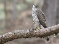 Accipiter nisus 208, Sperwer, Saxifraga-Luuk Vermeer