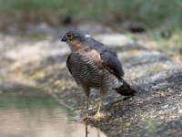 Accipiter nisus 53, Sperwer, Saxifraga-Luuk Vermeer