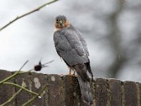 Accipiter nisus 61, Sperwer, Saxifraga-Luuk Vermeer