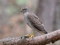 Accipiter nisus 79, Sperwer, Saxifraga-Luuk Vermeer