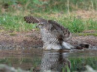 Accipiter nisus 91, Sperwer, Saxifraga-Luuk Vermeer