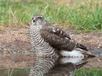 Accipiter nisus 94, Sperwer, Saxifraga-Luuk Vermeer