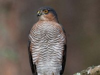 Accipiter nisus 98, Sperwer, Saxifraga-Luuk Vermeer