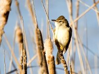 Acrocephalus arundinaceus 25, Grote karekiet, Saxifraga-Bart Vastenhouw