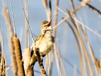 Acrocephalus arundinaceus 26, Grote karekiet, Saxifraga-Bart Vastenhouw
