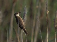 Acrocephalus arundinaceus 2, Grote karekiet, Saxifraga-Janus Verkerk