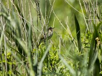 Acrocephalus dumetorum 6, Struikrietzanger, adult, male, Saxifraga-Theo Verstrael