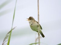 Acrocephalus palustris 4, Bosrietzanger, adult male, Saxifraga-Theo Verstrael