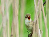 Acrocephalus palustris 7, Bosrietzanger, adult male, Saxifraga-Theo Verstrael