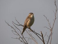 Acrocephalus schoenobaenus 72, Rietzanger, Saxifraga-Luuk Vermeer