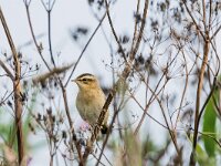 Acrocephalus schoenobaenus 75, Rietzanger, adult male, Saxifraga-Theo Verstrael