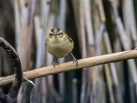 Acrocephalus schoenobaenus 79, Rietzanger, adult male, Saxifraga-Theo Verstrael