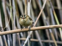 Acrocephalus schoenobaenus 81, Rietzanger, adult male, Saxifraga-Theo Verstrael