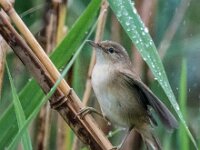 Acrocephalus scirpaceus 30, Kleine karekiet, adult male, Saxifraga-Theo Verstrael