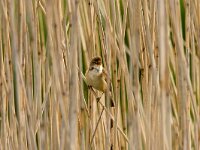 Acrocephalus scirpaceus 39, Kleine karekiet, adult male, Saxifraga-Theo Verstrael