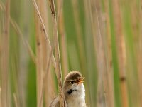 Acrocephalus scirpaceus 43, Kleine karekiet, adult male, Saxifraga-Theo Verstrael