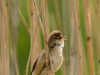 Acrocephalus scirpaceus 44, Kleine karekiet, adult male, Saxifraga-Theo Verstrael