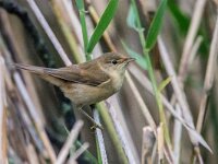 Acrocephalus scirpaceus 46, Kleine karekiet, adult male, Saxifraga-Theo Verstrael
