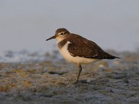 Actitis hypoleucos 23, Oeverloper, Saxifraga-Luuk Vermeer