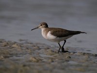 Actitis hypoleucos 26, Oeverloper, Saxifraga-Luuk Vermeer