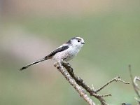 Aegithalos caudatus 42, Staartmees, Saxifraga-Luuk Vermeer