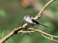 Aegithalos caudatus 46, Staartmees, Saxifraga-Luuk Vermeer