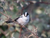 Aegithalos caudatus 55, Staartmees, Saxifraga-Luuk Vermeer