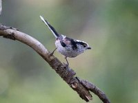 Aegithalos caudatus 75, Staartmees, Saxifraga-Luuk Vermeer