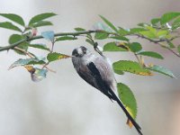 Aegithalos caudatus 83, Staartmees, Saxifraga-Luuk Vermeer