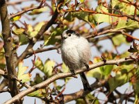Aegithalos caudatus 91, Staartmees, Saxifrga-Bart Vastenhouw