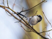 Aegithalos caudatus 97, Staartmees, Saxifraga-Luc Hoogenstein