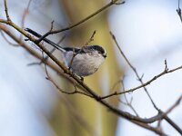 Aegithalos caudatus 98, Staartmees, Saxifraga-Luc Hoogenstein