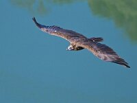 Aegypius monachus 3, Monniksgier, Saxifraga-Tom Heijnen