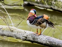 Aix galericulata 10, Mandarijneend, adult male, Saxifraga-Theo Verstrael